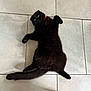 Pupsik a rejoint le concours — aidez-le/la à gagner de superbes lots ! black_cat, cat, pet, animal, floor, tile_floor, yellow_eyes, wide_eyes, lying_down, sprawled, paw, dog_paw, curious, indoor, domestic_animal, fur, playful, surprised, collar, shadow