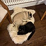 Pupsik a rejoint le concours — aidez-le/la à gagner de superbes lots ! pug, dog, black_cat, cat, fluffy_rug, wooden_floor, chair, home_interior, pet, sleeping_dog, alert_cat, domestic_animals, flooring, furniture, cozy, indoor, resting, animal_pair, companion, relaxation