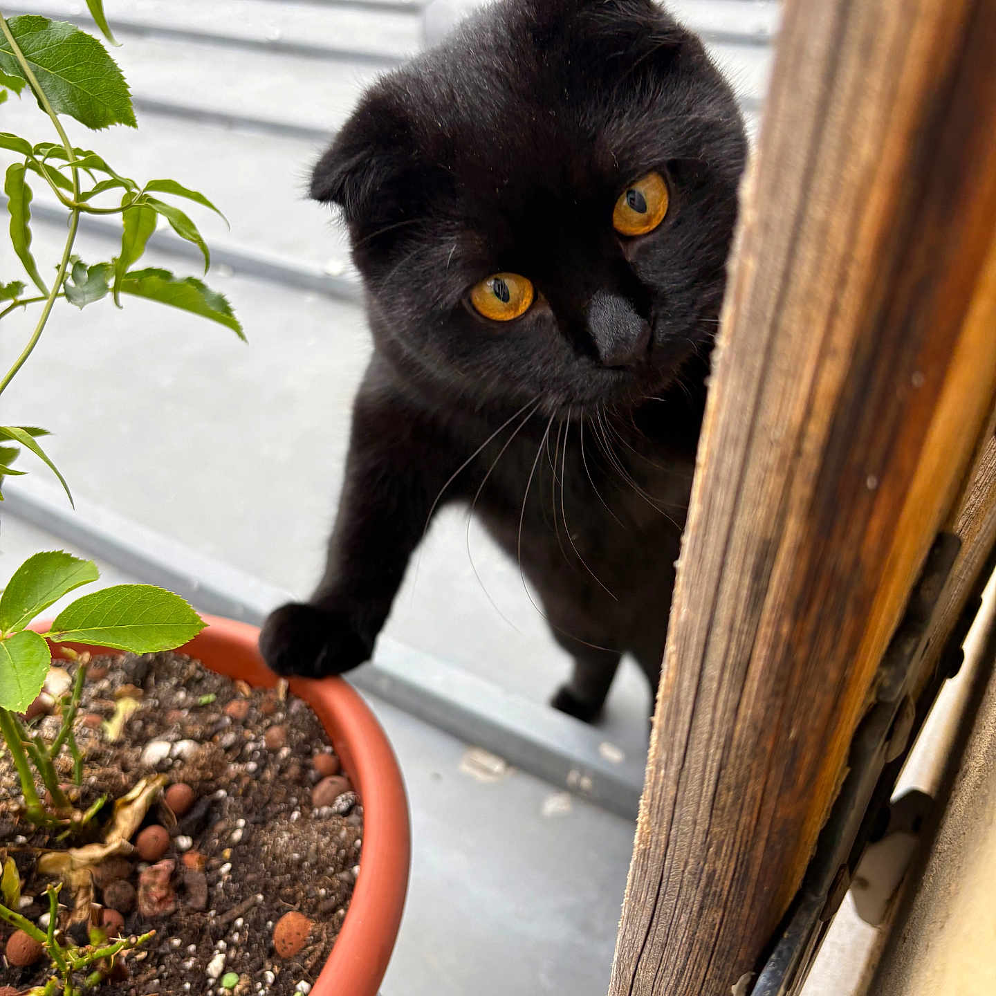 Pupsik a rejoint le concours — aidez-le/la à gagner de superbes lots ! amber_eyes, animal, black_cat, cat, close_up, curious, daylight, exploring, feline, green_plant, nature, outdoor, paw, pet, plant_pot, rooftop, soil, whiskers, window, wooden_door_frame
