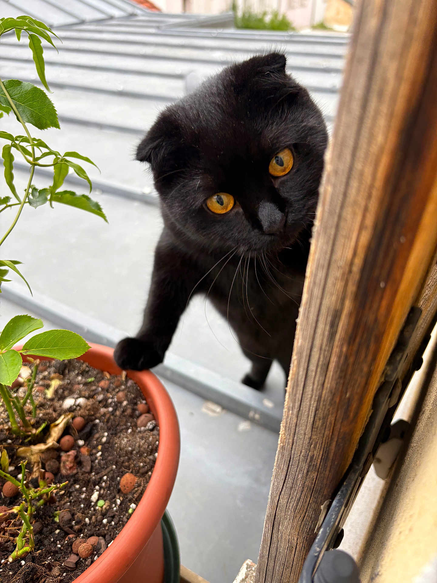 Pupsik a rejoint le concours — aidez-le/la à gagner de superbes lots ! black_cat, cat, amber_eyes, curious, plant_pot, green_plant, soil, wooden_door_frame, paw, outdoor, rooftop, pet, animal, whiskers, close_up, feline, nature, window, daylight, exploring