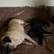 Pupsik a rejoint le concours — aidez-le/la à gagner de superbes lots ! pug, dog, black_cat, cat, couch, blanket, sleeping, resting, indoor, pet, animal, cozy, fur, companion, laying_down, relaxed, touching_paws, brown, cute, domestic
