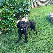 Bentlee joined the competition — help win amazing prizes! dog, black_dog, curly_hair, grass, garden, raised_garden_bed, plants, green_tomatoes, fence, outdoor, yard, happy, pet, collar, nature, summer, smiling, vegetation, lawn, backyard