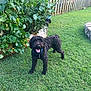 backyard, black_dog, collar, curly_hair, dog, fence, garden, grass, green_tomatoes, happy, lawn, nature, outdoor, pet, plants, raised_garden_bed, smiling, summer, vegetation, yard
