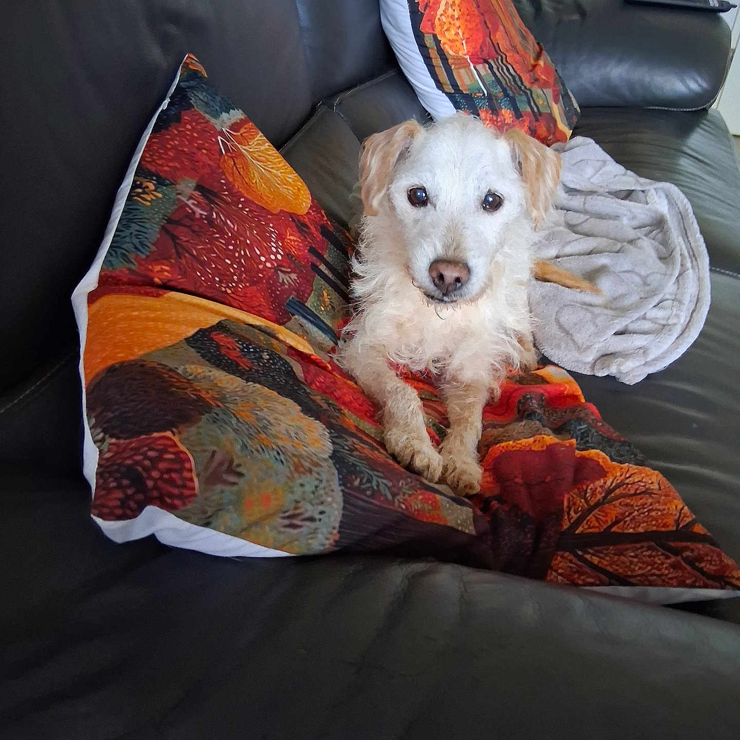 Yasmine Cadet participe au concours pour gagner de l'argent avec cette photo : animal, blanket, brown, comfort, couch, cozy, decor, dog, fur, home, indoor, leather, living_room, orange, pet, pillow, relaxing, resting, scruffy, white