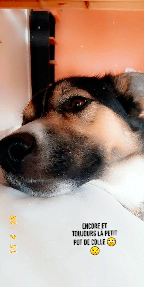 Haiko participe au concours pour gagner de l'argent avec cette photo : canidae, carnivore, companion_dog, dog, dog_breed, eye, nose, photo_caption, puppy, siberian_husky, snout, whiskers