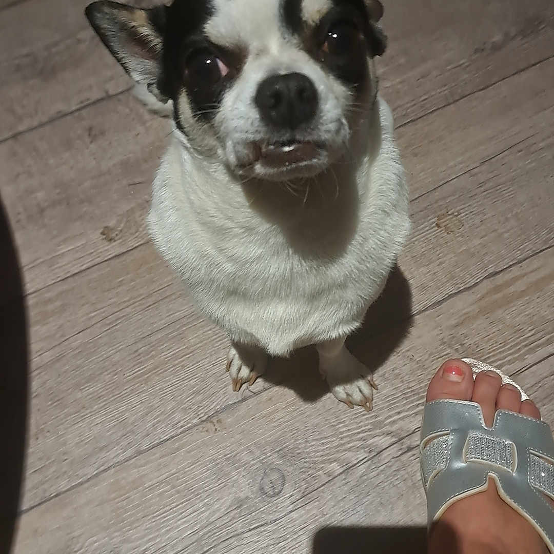 Pakito