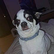 Pakito a rejoint le concours — aidez-le/la à gagner de superbes lots ! adult, animal, bostonbull, bulldog, canine, chihuahua, computerhardware, dog, electronics, entertainmentcenter, female, frenchbulldog, hardware, monitor, person, pet, pug, screen, tv, woman