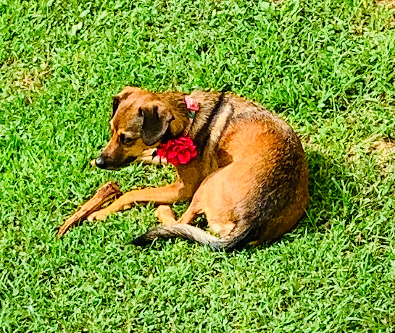 Phoebe joined the competition — help win amazing prizes! canidae, carnivore, collar, companion_dog, dog, dog_breed, dog_supply, dogo_sardesco, fawn, grass, grassland, groundcover, hunting_dog, liver, plant, sporting_group, terrestrial_animal, working_animal, working_dog