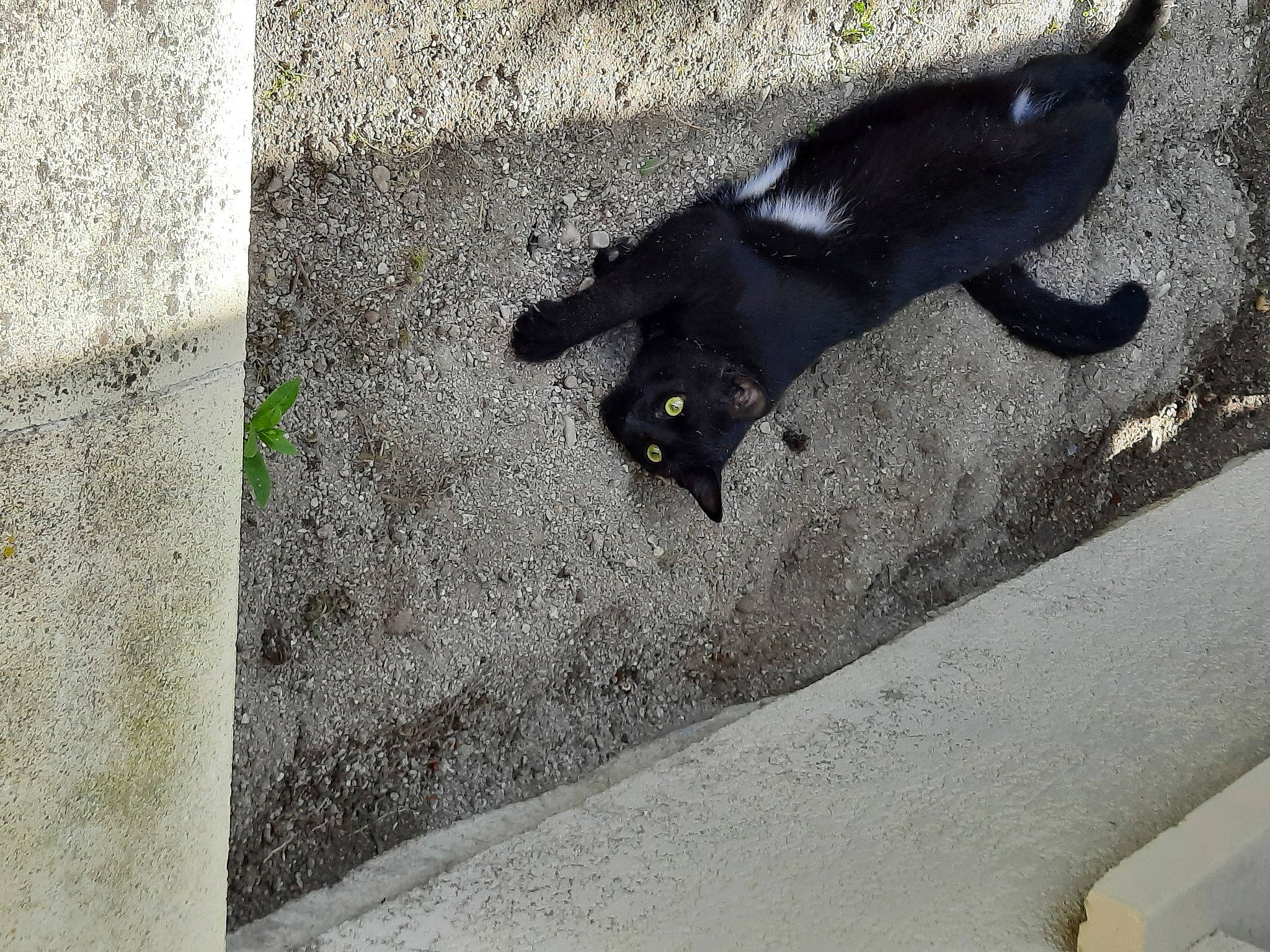 Rumbo participe au concours pour gagner de l'argent avec cette photo : art, asphalt, automotive_tire, automotive_wheel_system, black_cat, carnivore, cat, concrete, felidae, grey, road, road_surface, shadow, sidewalk, small_to_medium_sized_cats, tail, tar, terrestrial_animal, tints_and_shades, whiskers