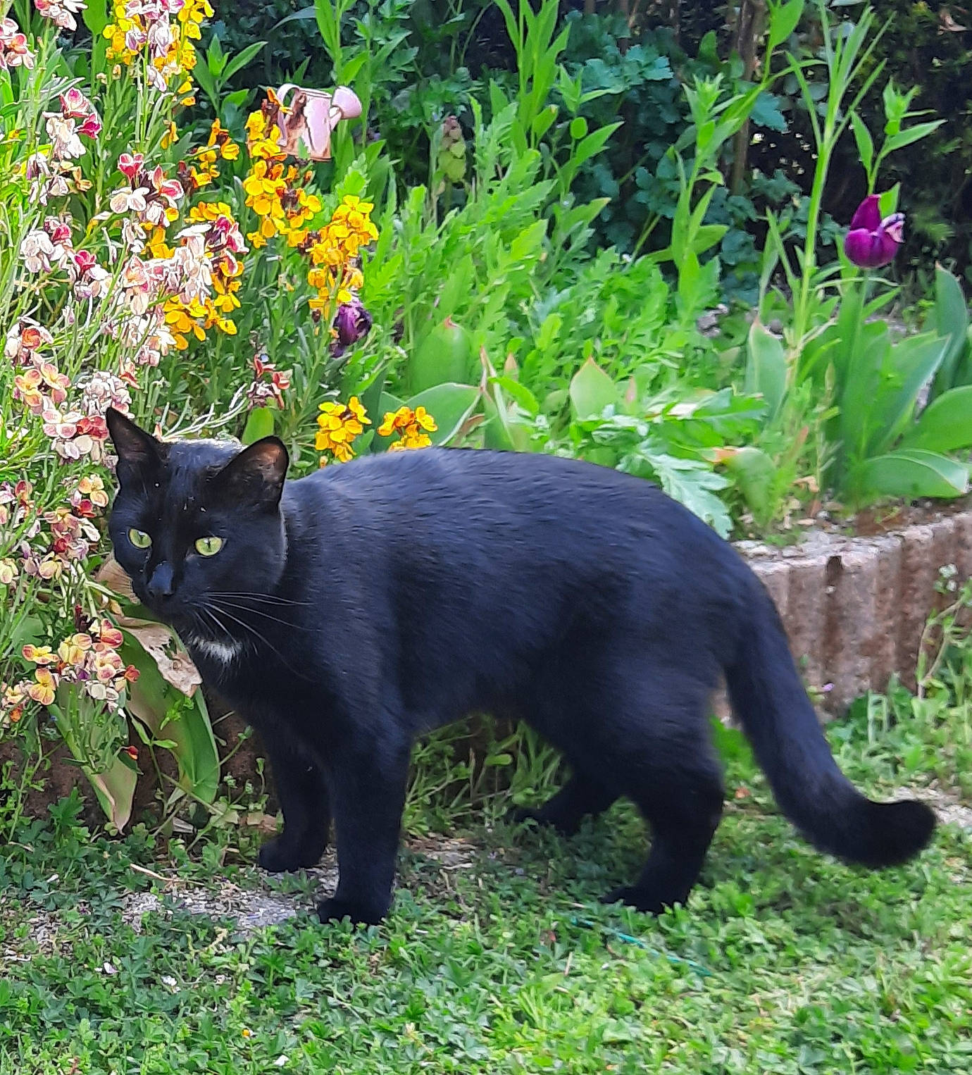 Rumbo participe au concours pour gagner de l'argent avec cette photo : black_cat, bombay, botany, carnivore, cat, felidae, flower, fur, grass, grass_family, groundcover, nature, plant, shrub, small_to_medium_sized_cats, snout, tail, terrestrial_animal, vegetation, whiskers