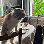 cat, chair, dining_room, table, plate, glass, bowl, salad, window, open_window, greenery, sunlight, wooden_chair, furniture, curtains, indoor, pet, fluffy_cat, cozy, daylight