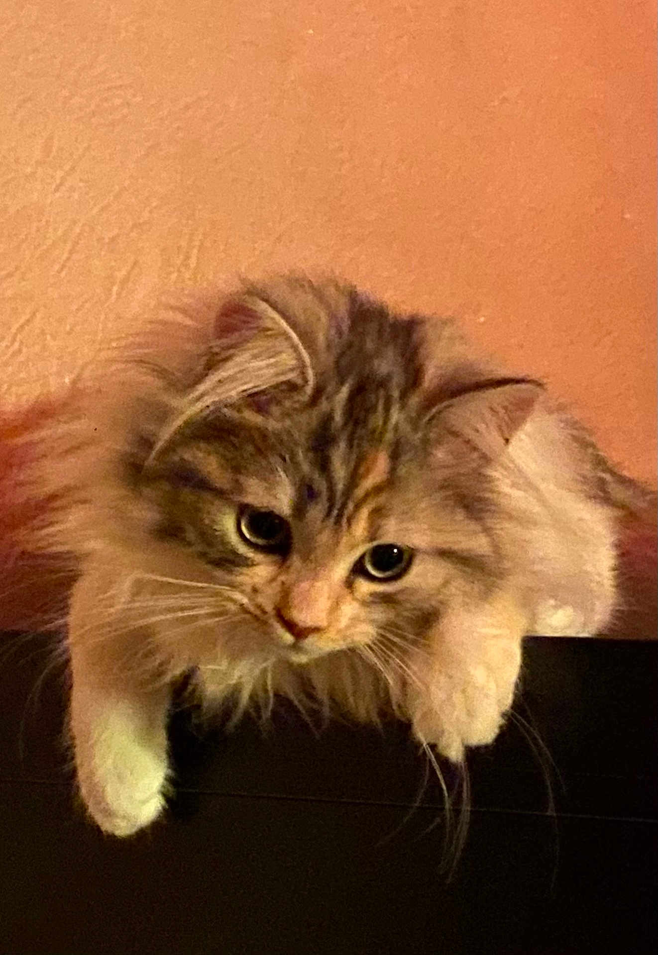 Miss Perle