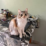 Miss Perle participe au concours pour gagner de l'argent avec cette photo : cat, fluffy_cat, table, tablecloth, indoor, pet, animal, curious, sitting, food_bowl, eating, background, household_items, furniture, domestic, feline, cute, portrait, floor, tile_floor