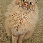 Argyle is registered to the contest to win money with this photo: animal, carpet, cat, companion, curious, cute, domestic_cat, ears, feline, fluffy, ginger_cat, green_eyes, house, indoor, long_hair, mammal, pet, portrait, sitting, whiskers