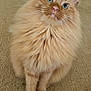 animal, carpet, cat, companion, curious, cute, domestic_cat, ears, feline, fluffy, ginger_cat, green_eyes, house, indoor, long_hair, mammal, pet, portrait, sitting, whiskers