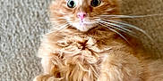 Argyle is registered to the contest to win money with this photo: animal, carpet, cat, close_up, curious, cute, domestic_cat, feline, fluffy, fur, indoor, lying_down, orange_cat, paws, pet, pink_nose, relaxed, soft, whiskers, wide_eyes