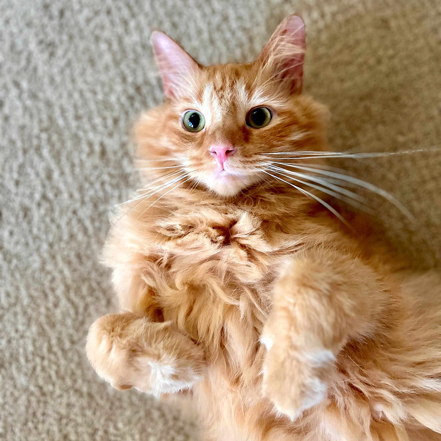 Argyle