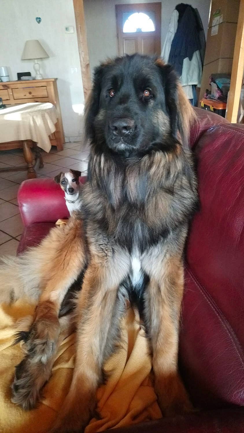 Neptune participe au concours pour gagner de l'argent avec cette photo : canidae, carnivore, caucasian_shepherd_dog, dog, dog_breed, estrela_mountain_dog, german_shepherd_dog, leonberger, mammal, sarplaninac, sporting_group, vertebrate