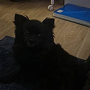 Plume a rejoint le concours — aidez-le/la à gagner de superbes lots ! animal, architecture, blackcat, canine, cat, cockerspaniel, couch, dog, eskimodog, furniture, hardwood, indoors, interiordesign, monkey, papillon, pet, plywood, puppy, silhouette, wood