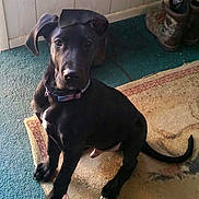 Tonka joined the competition — help win amazing prizes! animal, black_dog, boots, canine, carpet, collar, curious, dog, domestic_animal, ears, floor, indoor, looking, muzzle, pet, puppy, rug, sitting, tail, young_dog