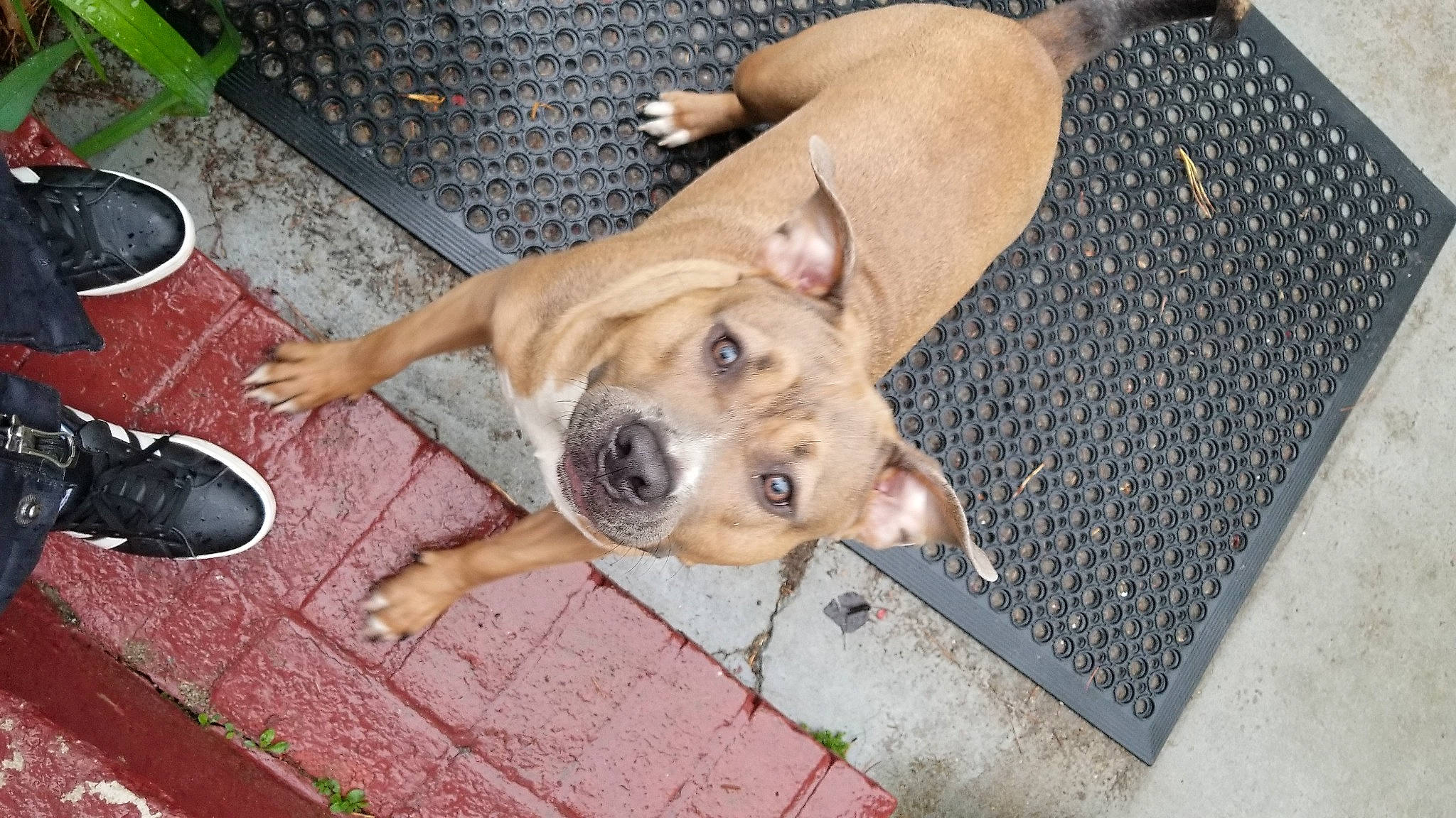 Lexi joined the competition — help win amazing prizes! american_pit_bull_terrier, animal_shelter, black_mouth_cur, canidae, carnivore, companion_dog, dog, dog_breed, fawn, feist, mammal, mountain_cur, non_sporting_group, pit_bull, potcake_dog, puppy, snout, street_dog