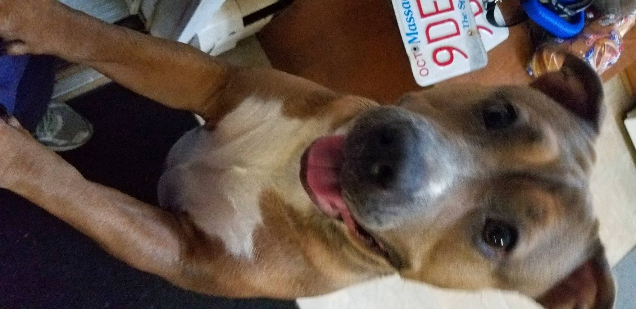 Lexi joined the competition — help win amazing prizes! american_pit_bull_terrier, black_mouth_cur, canidae, carnivore, dog, dog_breed, ear, fawn, feist, mammal, non_sporting_group, nose, pit_bull, puppy_love, snout, sporting_group, street_dog, vertebrate