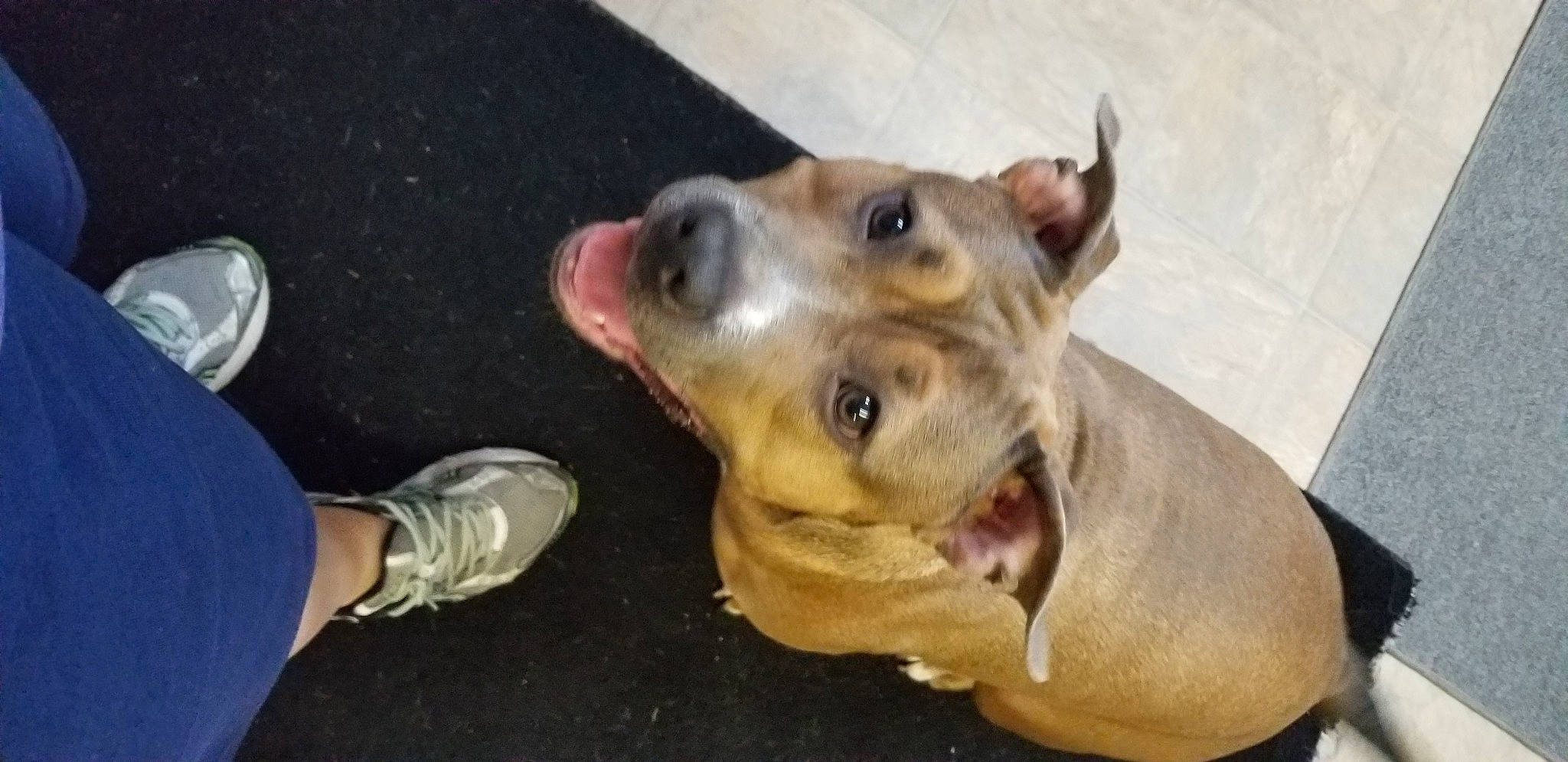 Lexi is registered to the contest to win money with this photo: american_pit_bull_terrier, american_staffordshire_terrier, canidae, carnivore, companion_dog, dog, dog_breed, ear, fawn, feist, mammal, non_sporting_group, pit_bull, puppy, rare_breed_dog, snout, vertebrate