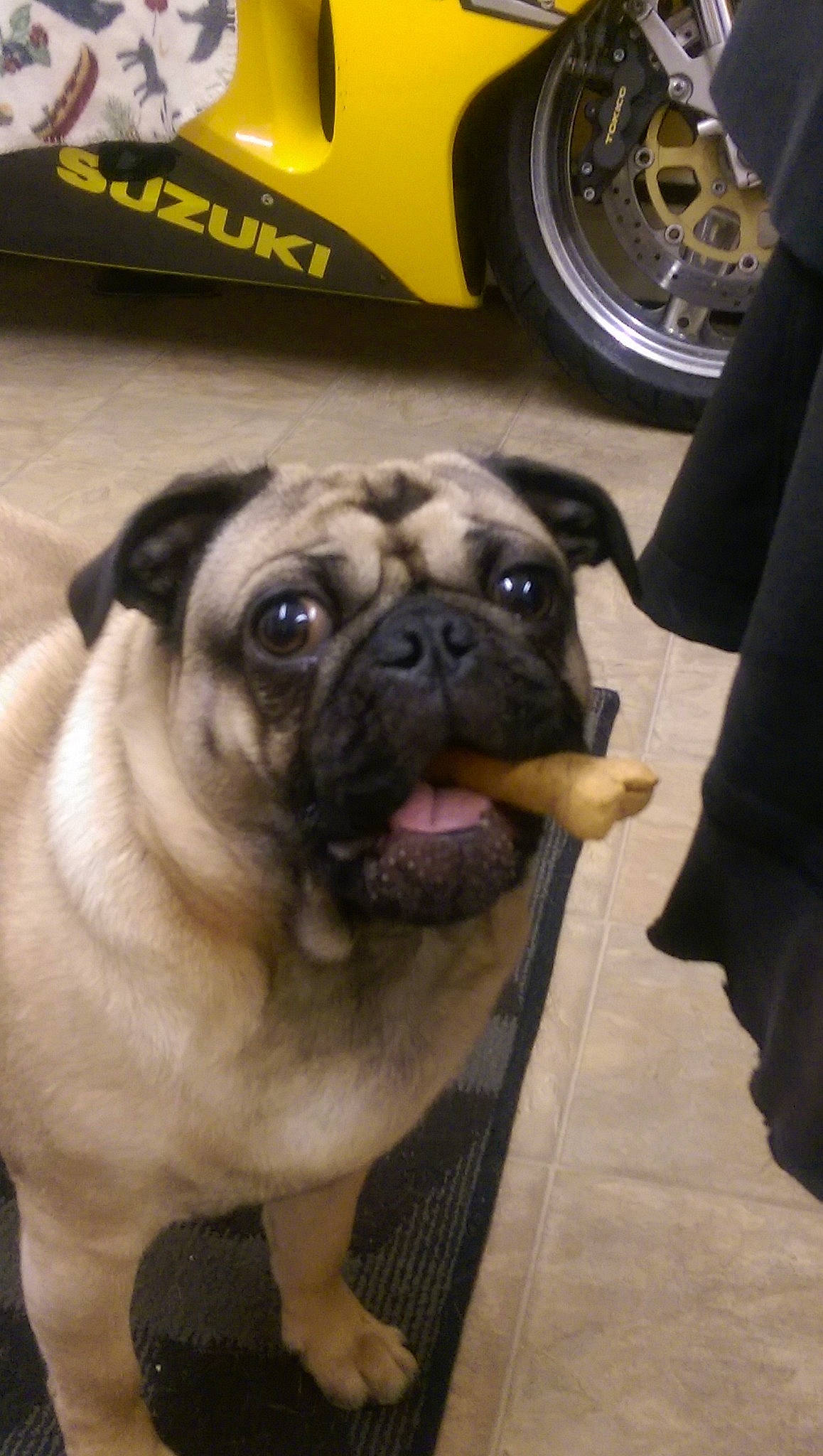 Busta joined the competition — help win amazing prizes! ancient_dog_breeds, bulldog, canidae, carnivore, companion_dog, dog, dog_breed, fawn, mammal, nose, pug, puppy, puppy_love, skin, snout, sporting_group, toy_dog, vertebrate, wrinkle