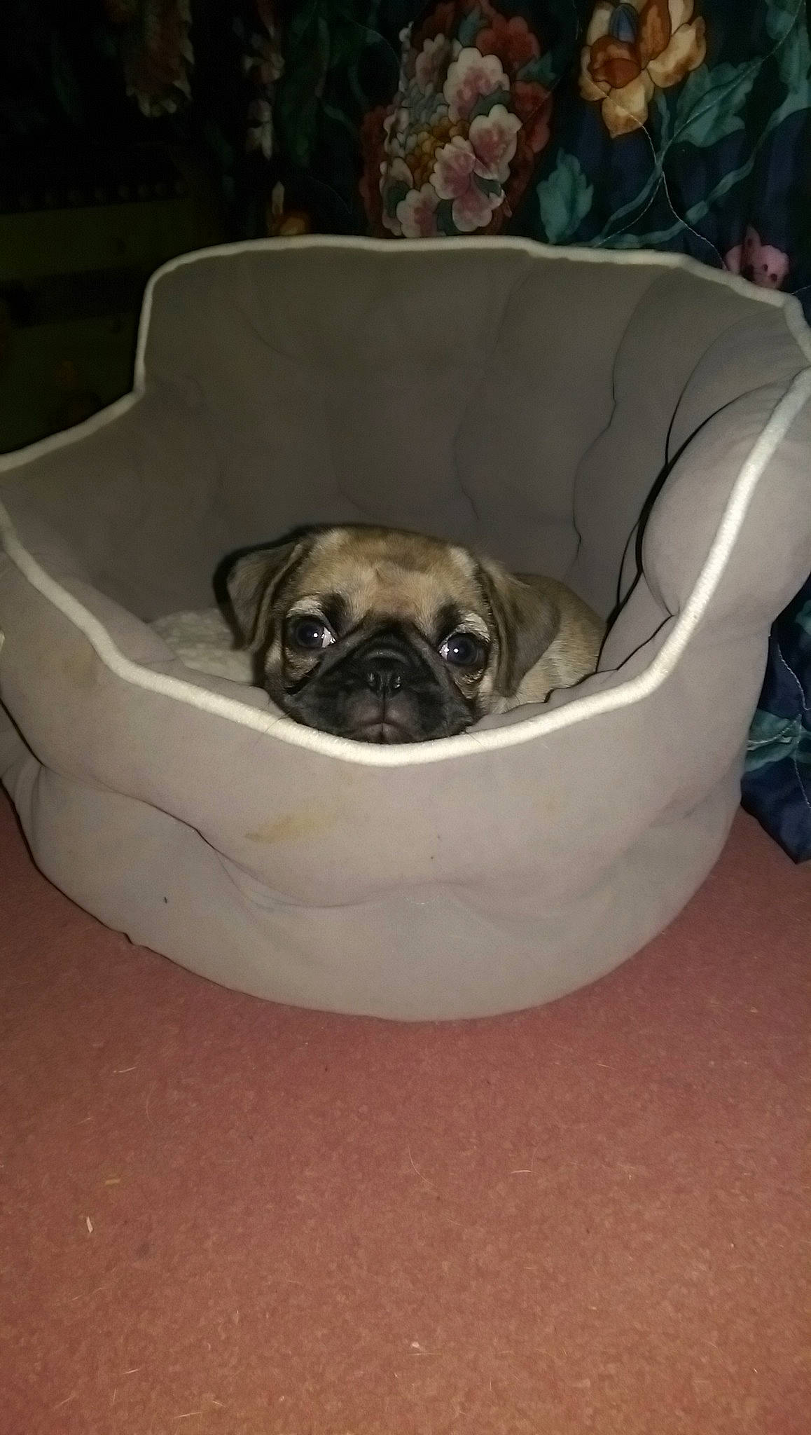 Busta joined the competition — help win amazing prizes! canidae, carnivore, companion_dog, dog, dog_bed, dog_breed, fawn, pug, puppy, snout, toy_dog