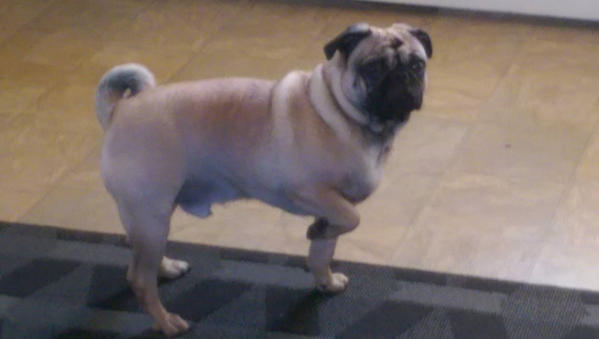 Busta joined the competition — help win amazing prizes! ancient_dog_breeds, canidae, carnivore, companion_dog, dog, dog_breed, fawn, mammal, ori_pei, pug, puppy, snout, sporting_group, toy_dog, vertebrate