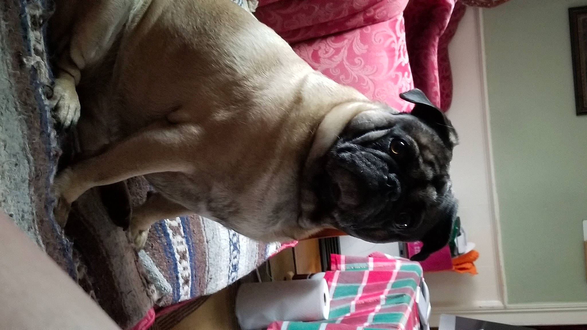 Busta is registered to the contest to win money with this photo: boxer, bullmastiff, canidae, carnivore, companion_dog, dog, dog_breed, english_mastiff, fawn, mammal, non_sporting_group, old_english_bulldog, pug, snout, sporting_group, vertebrate