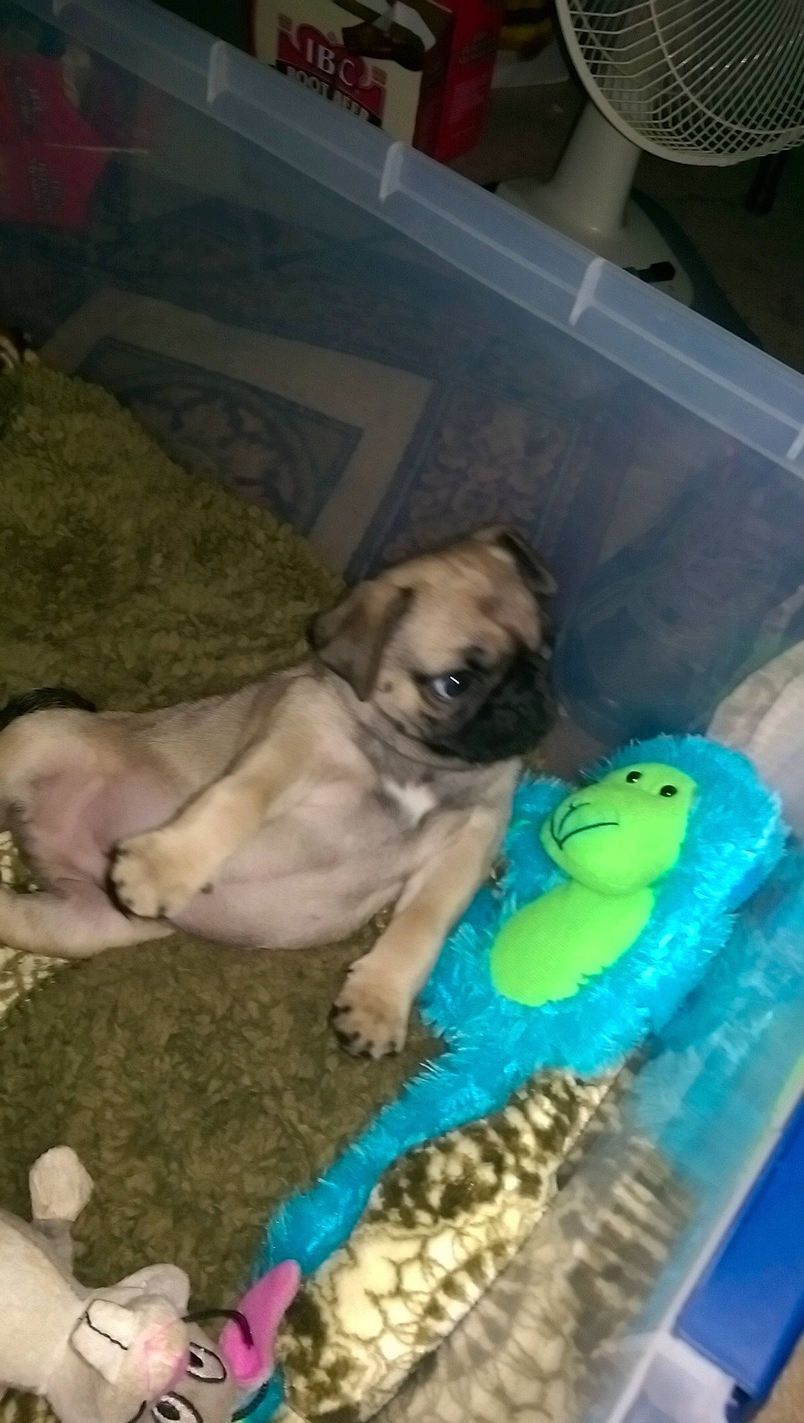 Busta is registered to the contest to win money with this photo: canidae, carnivore, dog, dog_breed, fawn, mammal, non_sporting_group, pug, puppy, toy_dog, vertebrate