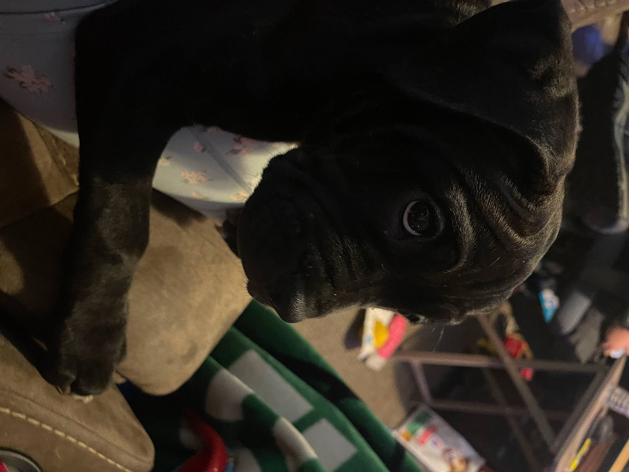 Coco is registered to the contest to win money with this photo: auto_part, automotive_tire, automotive_wheel_system, carmine, electric_blue, fish, hat, personal_protective_equipment, plant, snout, toy