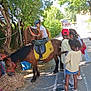 Amelya participe au concours pour gagner de l'argent avec cette photo : animal, cap, children, curiosity, greenery, group, hay, horse, nature, outdoor, petting, play, pony, road, sandals, shadow, sidewalk, summer, sunlight, trees