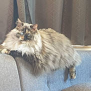 Minette participe au concours pour gagner de l'argent avec cette photo : cat, fluffy, long_hair, blue_eyes, couch, indoor, curtains, pet, relaxed, feline, animal, domestic, fur, mammal, resting, cozy, window, home, side_view, soft_light