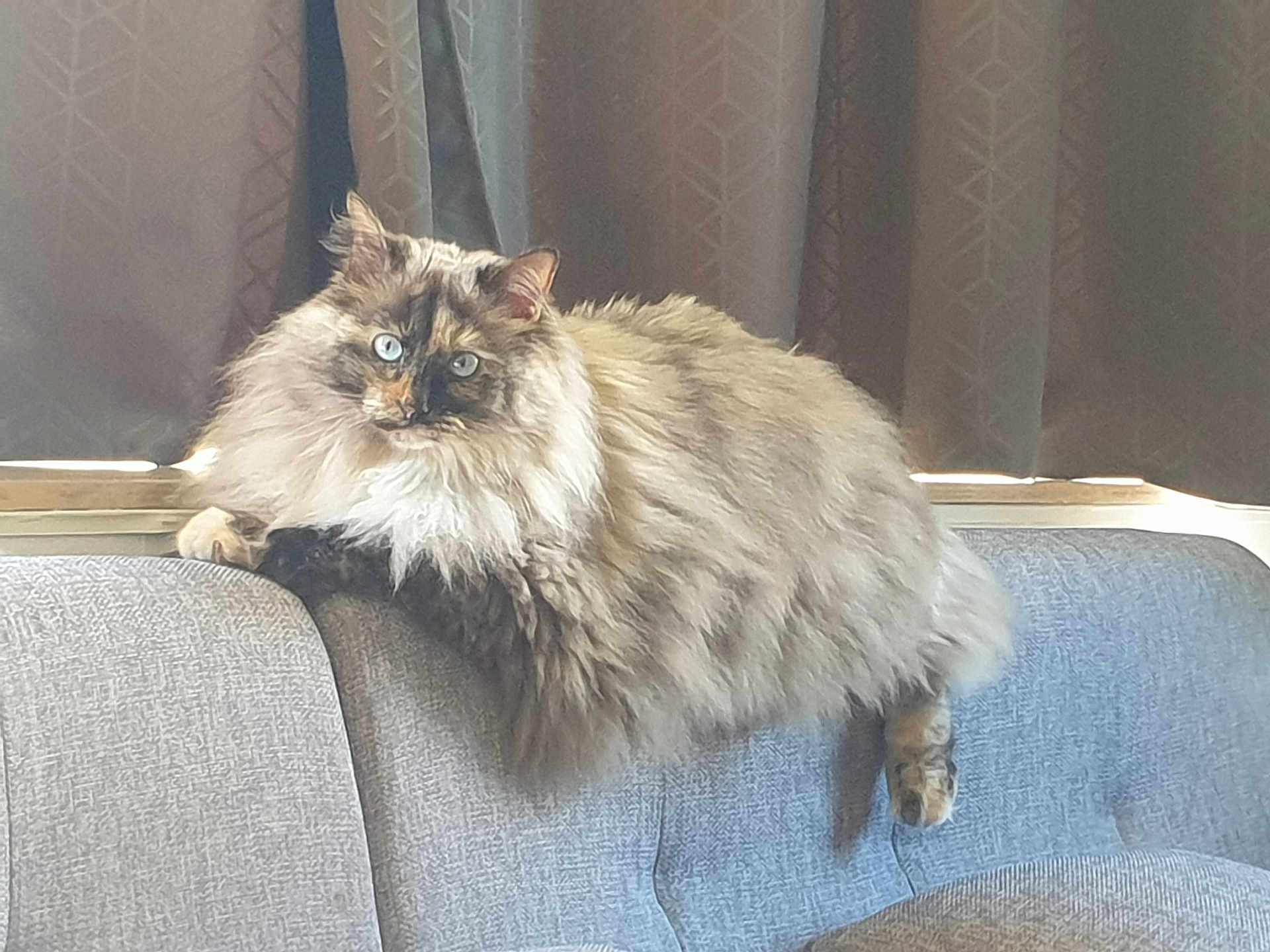 Minette participe au concours pour gagner de l'argent avec cette photo : cat, fluffy, long_hair, blue_eyes, couch, indoor, curtains, pet, relaxed, feline, animal, domestic, fur, mammal, resting, cozy, window, home, side_view, soft_light