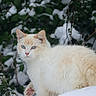 Aragon participe au concours pour gagner de l'argent avec cette photo : animal, background_blur, blue_eyes, cat, cold, cute, fur, greenery, leaf, mammal, nature, outdoor, pet, pink_paw, plant, snow, soft_light, walking, whiskers, winter