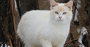 Aragon a rejoint le concours — aidez-le/la à gagner de superbes lots ! animal, blue_eyes, branches, cat, closeup, cute, eyes, feline, fur, looking, mammal, nature, outdoor, pet, portrait, snow, standing, white_cat, wildlife, winter