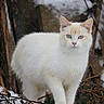 animal, blue_eyes, branches, cat, closeup, cute, eyes, feline, fur, looking, mammal, nature, outdoor, pet, portrait, snow, standing, white_cat, wildlife, winter
