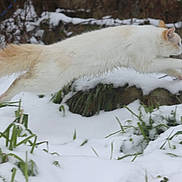 Aragon a rejoint le concours — aidez-le/la à gagner de superbes lots ! animal, cat, feline, frozen, fur, grass, green_plants, jumping, leaping, motion, nature, orange_tail, outdoor, pet, playful, snow, stone_border, white_cat, wildlife, winter