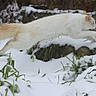 animal, cat, feline, frozen, fur, grass, green_plants, jumping, leaping, motion, nature, orange_tail, outdoor, pet, playful, snow, stone_border, white_cat, wildlife, winter
