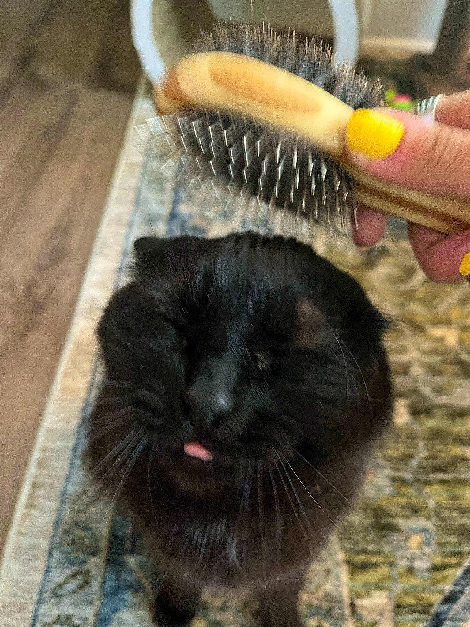 Indy joined the competition — help win amazing prizes! brush, cat, claw, domestic_short_haired_cat, fawn, felidae, flooring, foot, fur, gesture, hardwood, nail, paw, rodent, small_to_medium_sized_cats, snout, tail, terrestrial_animal, thumb, whiskers