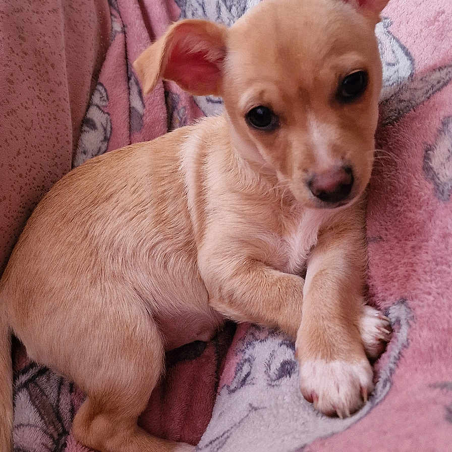 Trixie joined the competition — help win amazing prizes! animal, armchair, blanket, bulldog, canine, chair, chihuahua, cockerspaniel, couch, cushion, dog, furniture, homedecor, hound, linen, person, pet, puppy, quilt, terrier