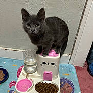 Ozzy Blu Rockstar joined the competition — help win amazing prizes! kitten, gray_cat, pet_feeder, dry_food, water, food_bowl, indoor, curious, animal, cute, small_pet, floor_mat, mermaid_design, pink, white, blue, feline, whiskers, ears, looking