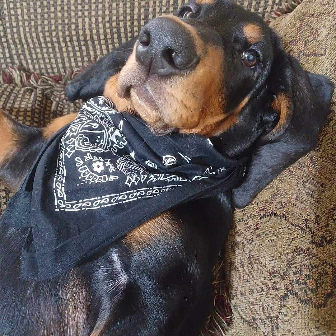 Tucker is registered to the contest to win money with this photo: accessories, animal, bandana, beagle, blanket, canine, clothing, couch, dog, formalwear, furniture, headband, hound, pet, puppy, scarf, snout, tie