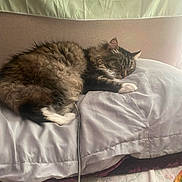 Templeton is registered to the contest to win money with this photo: banner, bed, bedding, blanket, cable, cartoon, cat, comforter, cozy, fur, head, indoor, longhair_cat, nap, paw, pillow, sleeping_cat, soft_light, whiskers, white_paws