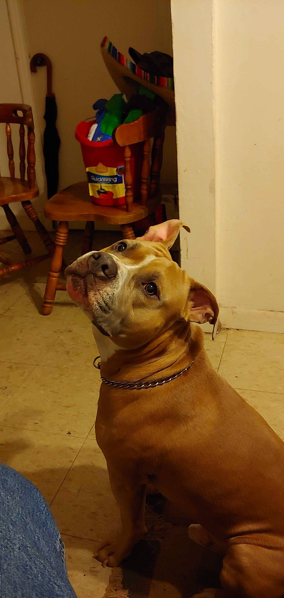 Biggie Smalls joined the competition — help win amazing prizes! canidae, carnivore, chair, collar, companion_dog, dog, dog_breed, dog_collar, dog_supply, fawn, fur, guard_dog, liver, pet_supply, snout, sporting_group, whiskers, wood, working_animal, working_dog