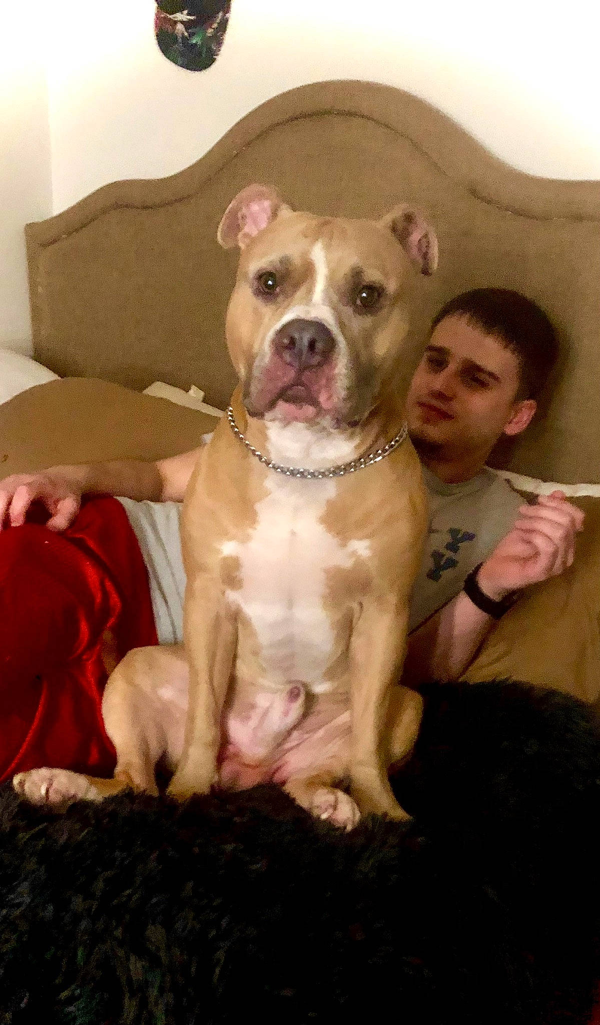 Biggie Smalls is registered to the contest to win money with this photo: canidae, carnivore, comfort, companion_dog, cordoba_fighting_dog, dog, dog_breed, fawn, flesh, molosser, non_sporting_group, snout, sporting_group, whiskers, working_animal, working_dog, wrinkle