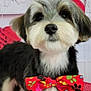 dog, bow_tie, small_dog, fluffy, black_and_white, pet, cute, portrait, heart_decorations, teddy_bear, red_hearts, colorful, animal, indoors, adorable, close_up, background, valentine_theme, decor, face