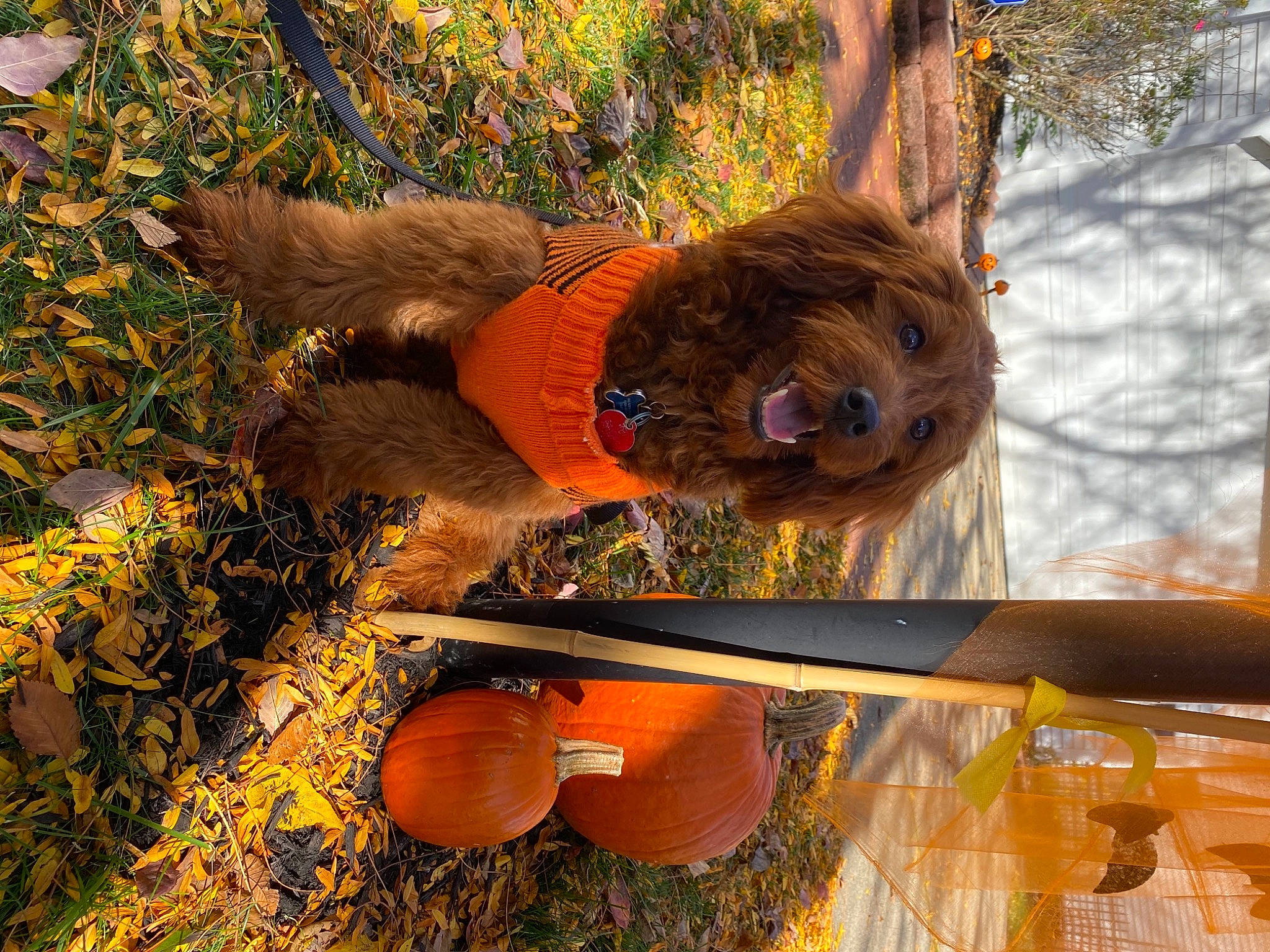 Paxson joined the competition — help win amazing prizes! autumn, canidae, fawn, sporting_group, tree